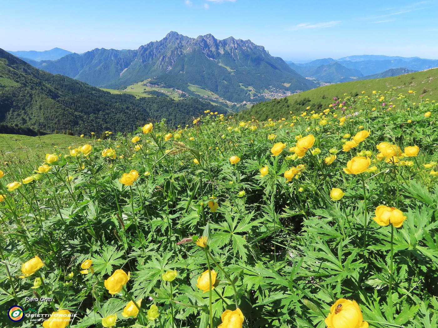 36 Trollius europaeus (Botton d'oro) con vista in Alben.JPG